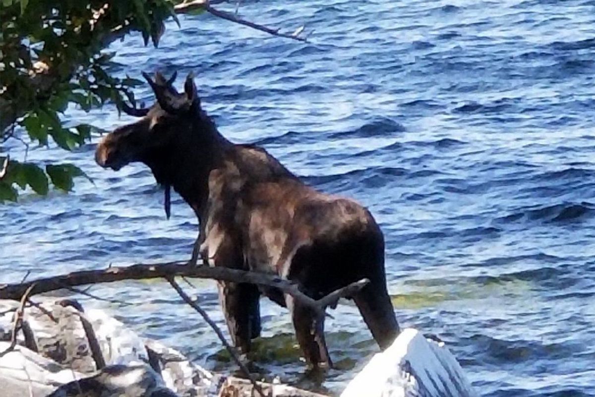 lake Champlain moose drowns