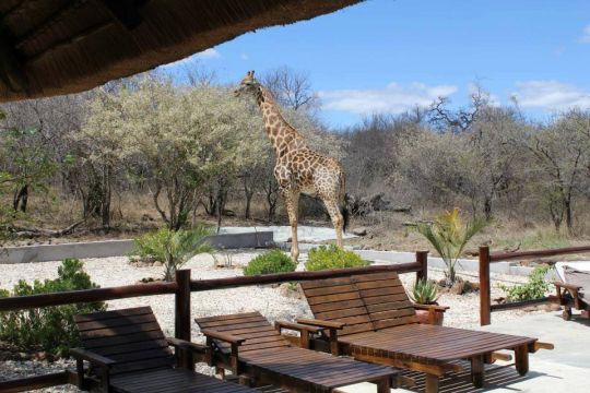 Blyde Wildlife Estate giraffe attack