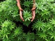 Medical marijuana