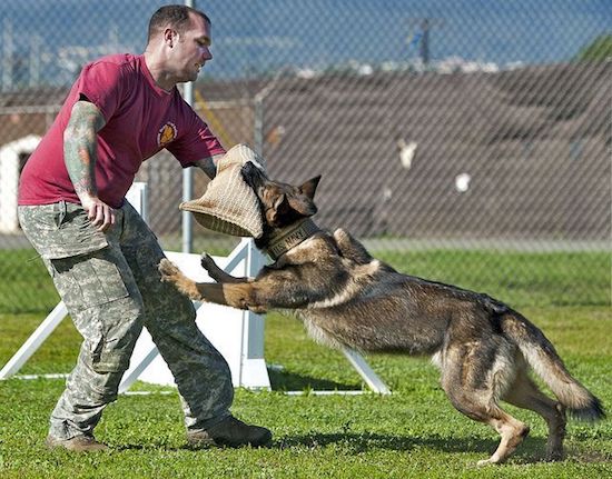 Master Sgt. Nicholas Vollweiler,