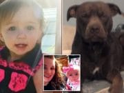 ‘Slit the dog’s throat’ One year old NC girl mauled to death by family pitfall Triniti Harrell