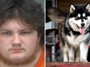 Florida man in dog costume filmed himself ‘making love’ with Siberian husky Christian Stewart Oscar Nichols