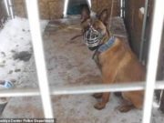 -9F: Minnesota man chains up dog outside during polar vortex charged Dang Xiong
