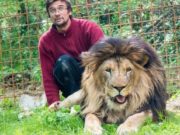 ‘I made a professional mistake’ Czech man mauled to death by lion he kept in backyard Michal Prasek