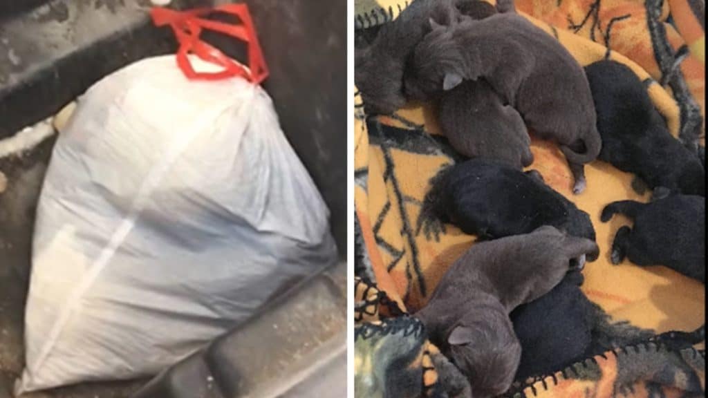 Robert Wild Wisconsin man throws away 8 newborn puppies garbage bag