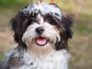 Ethical dilemma: Healthy dog euthanized to be buried with dead owner (after specific instructions)