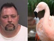 World cheers after man accused of killing beloved Busch Gardens flamingo killed by pick-up truck Joseph Anthony Corrao