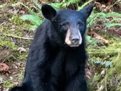 Oregon black bear selfies