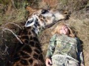 ‘He was delicious’ American hunter becomes most hated on the internet after black giraffe kill Tess Thompson Talley