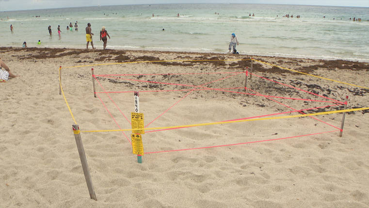 Florida sea turtle nesting eggs stomping