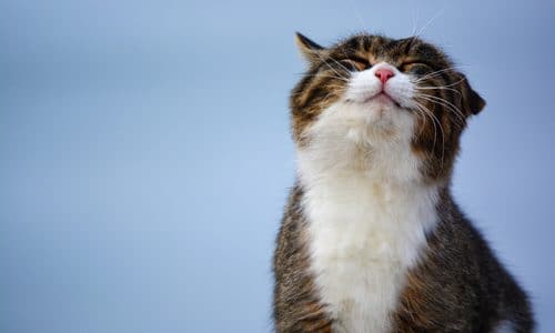 Giving my pet CBD oil