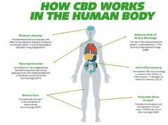 cbd oil works