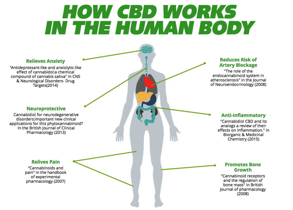 How CBD works,