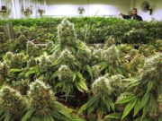 How Long Before Recreational Cannabis Is Legal in the United States? Will the United States Ever Legalize Recreational Cannabis