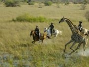 Tips to Keep in Mind Before Going Adventure Horse Riding African Horse Safari