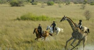 African Horse Safari