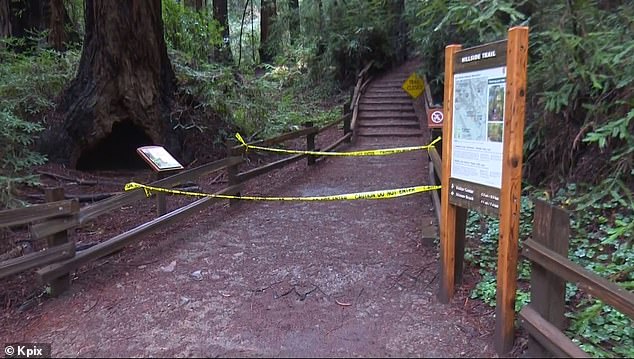 Falling redwood tree kills Edina man