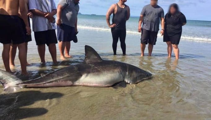 Dying great white shark kicked Orewa Beach New Zealand selfie video