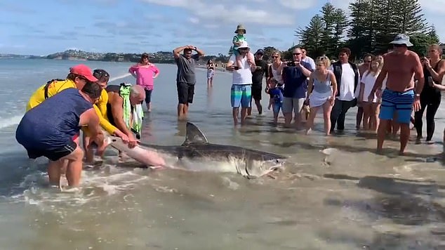 Dying Great White shark kicked Auckland beach selfie