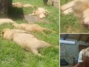 Watch: Poachers slaughter pride of 16 lions to sell claws, paws & teeth Predators Rock Bush Lodge Rustenburg poaching