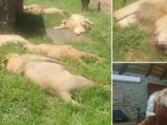 Predators Rock Bush Lodge Rustenburg poaching