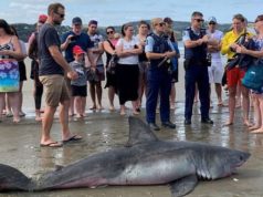 Dying Great White shark kicked during NZ beach selfie