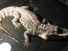 Dusty Rhoades pet alligator