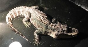 Dusty Rhoades pet alligator