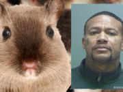 Utah man releases rodents in hotel room scam to get free stays Ryan State Utah