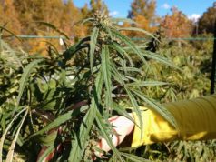 Starting your own hemp farm