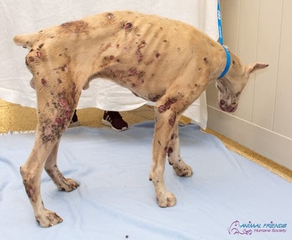 Butler County, Ohio dog starved to death