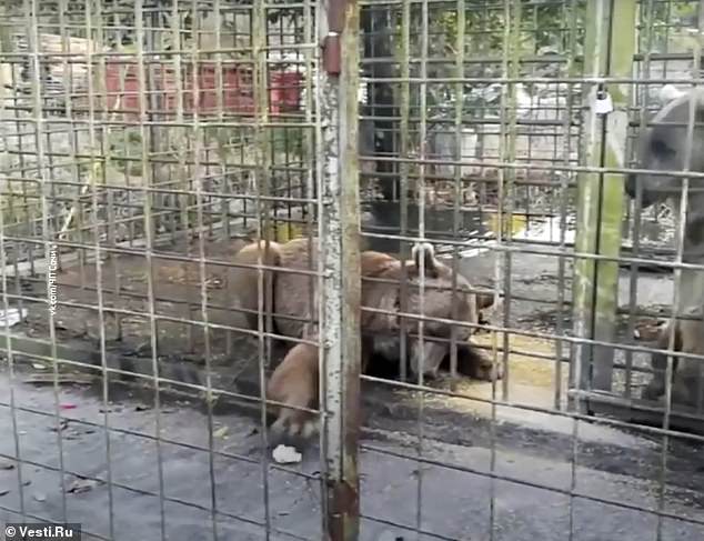 11 year old Russian boy mauled to death by two brown bears Sochi zoo