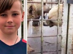 11 year old Russian boy mauled to death by two brown bears Sochi zoo