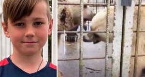 11 year old Russian boy mauled to death by two brown bears Sochi zoo
