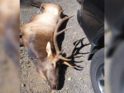 Oregon hunter gored to death by elk he shot & injured previous day Mark David Hillsboro, Oregon hunter