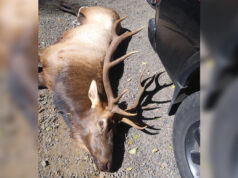 Mark David Hillsboro, Oregon hunter