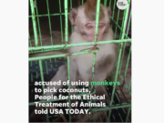 coconut milk forced monkey labor
