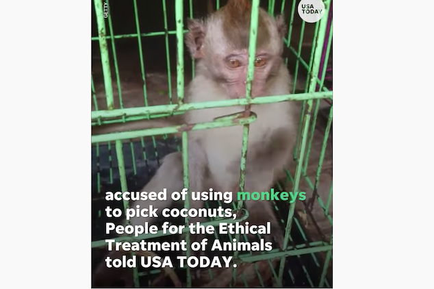 coconut milk forced monkey labor 