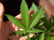 What Are The Best CBD Gummies To Buy Online? Best CBD Gummies