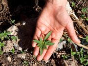 A Guide into Cannabis Seeds and Tips to a Healthy Plant A Guide into Cannabis Seeds & Tips to Growing a Healthy Plant: What to be aware of when it comes to homegrown cannabis.