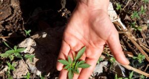 A Guide into Cannabis Seeds & Tips to Growing a Healthy Plant: What to be aware of when it comes to homegrown cannabis.