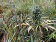 Nevada Hemp Flower: The Legal Lowdown in Plain English Nevada Hemp Flower