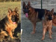 Minnesota 14 year old teen boy mauled to death by German Shepherd dog Dion Bush Battle Lake Minn teen mauled to death by German Shepherd