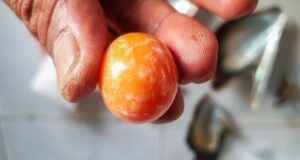 Thai fisherman finds rare orange pearl