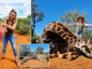 South African trophy hunter poses w/ giraffe heart for Valentines Day gift Merelize Van Der Merwe hunter giraffe heart