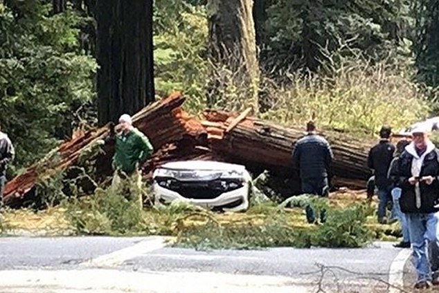 Yreka Ca couple killed by falling redwood tree