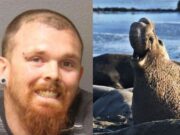 Man gets jail time for shooting elephant seal in California Jordan Gerbich sentenced
