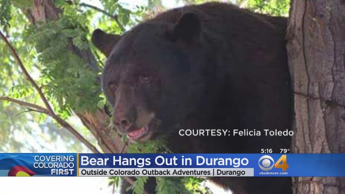 Durango black bear attack 