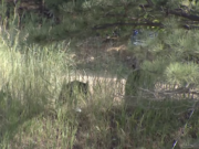 Colorado woman, 39, killed in bear attack while walking her dogs
