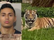 Houston man w/ prior murder rap with pet tiger captured Houston tiger on the loose